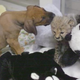 Illustration for article titled This tiny cheetah and his puppy friend will make your day better.